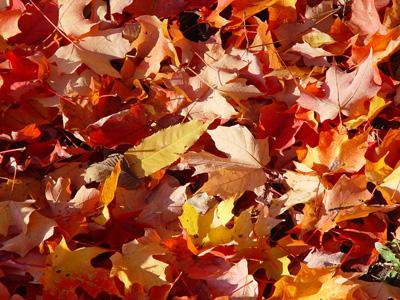Herfst