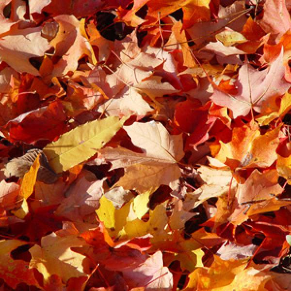 Herfst