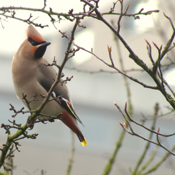 Pestvogel